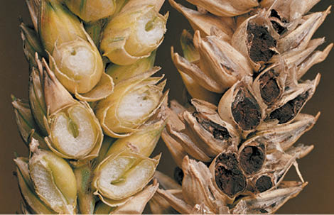 
          Tilletia caries (Carie commune du blé)