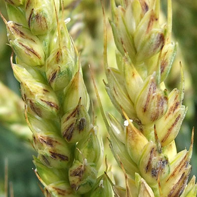 
          Tilletia caries (Carie commune du blé)