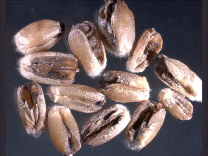 
          Tilletia indica (Carie de Karnal)