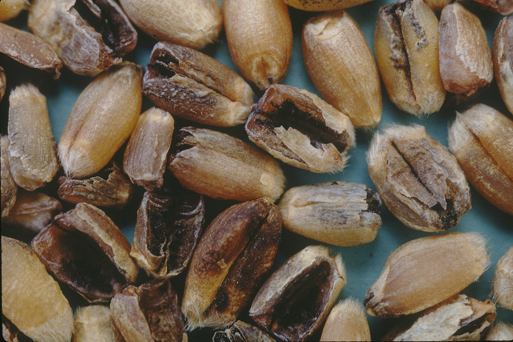 
          Tilletia indica (Carie de Karnal)
