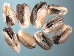 
          Tilletia indica (Carie de Karnal)
