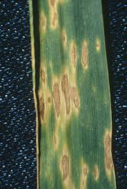 
          Alternaria triticina (Alternariose du blé)
