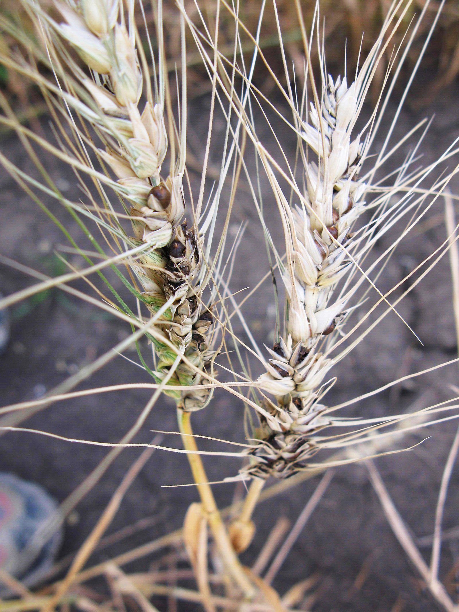 
          Tilletia controversa (Carie naine du blé)