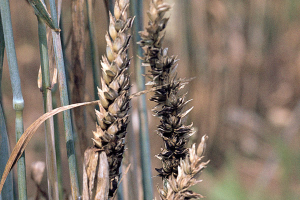 
          Tilletia controversa (Carie naine du blé)