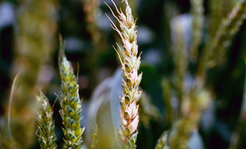 
          Urocystis agropyri (Charbon des feuilles du blé)