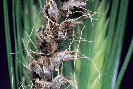 
          Ustilago tritici (Charbon nu du blé et de l'orge)