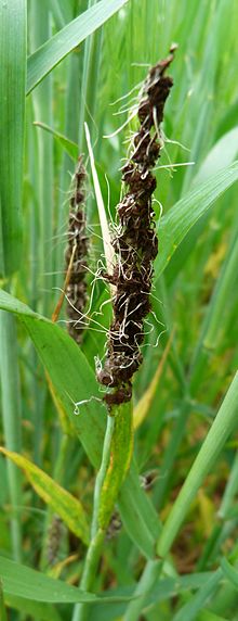 
          Ustilago tritici (Charbon nu du blé et de l'orge)