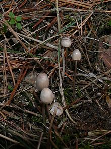 
          Coprinus psychromorbidus (Moisissure cotonneuse des neiges)