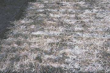 
          Myriosclerotinia borealis (Brûlure de neige)