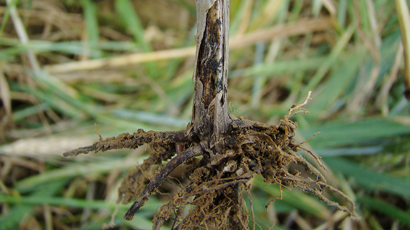 
          Microdochium bolleyi (Nécrose des racines du blé)