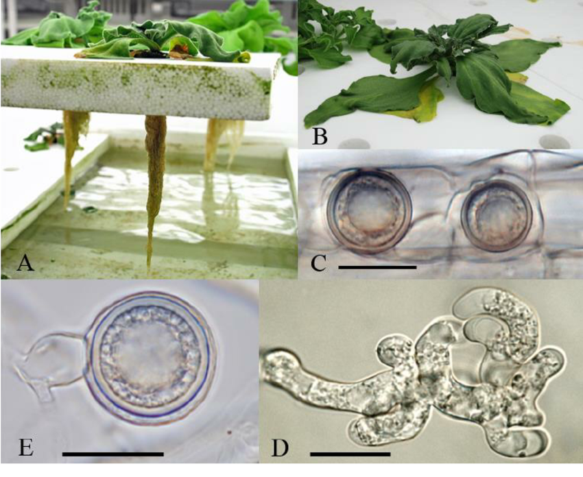
          Pythium aphanidermatum (Piétin brun du blé)
