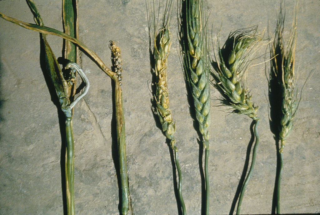 
          Rathayibacter tritici (Bactériose des épis du blé)