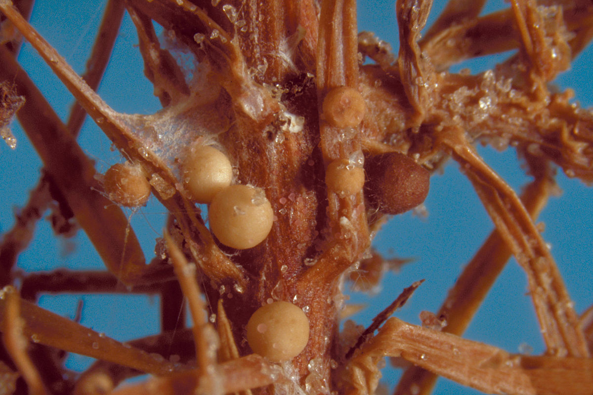 
          Pourriture du collet  (Sclerotium rolfsii)