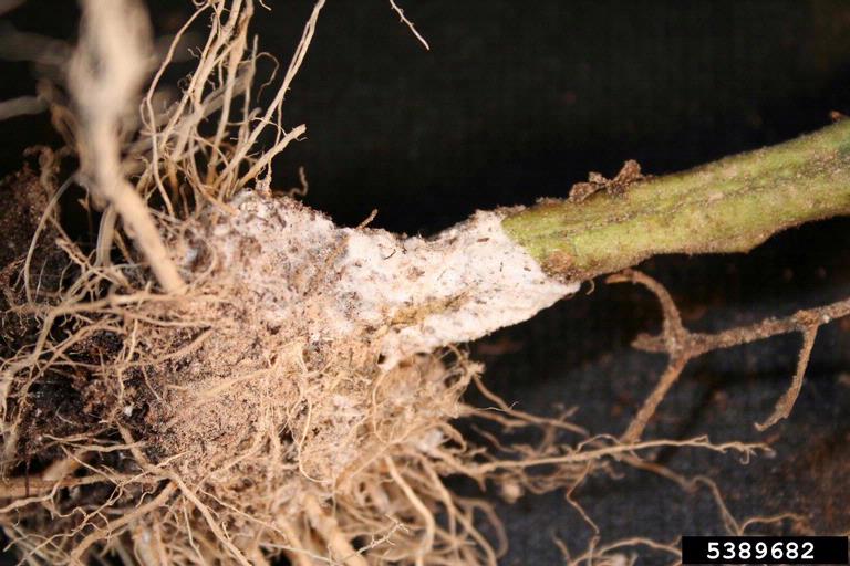 
          Pourriture du collet  (Sclerotium rolfsii)