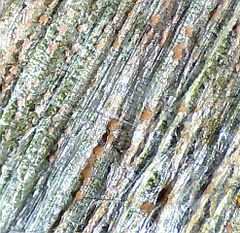 
          Monographella nivalis (Pourriture nivéale des céréales)