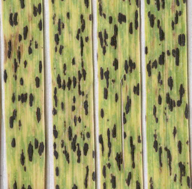 
          Phyllachora graminis (Rayure goudronneuse de la fléole)