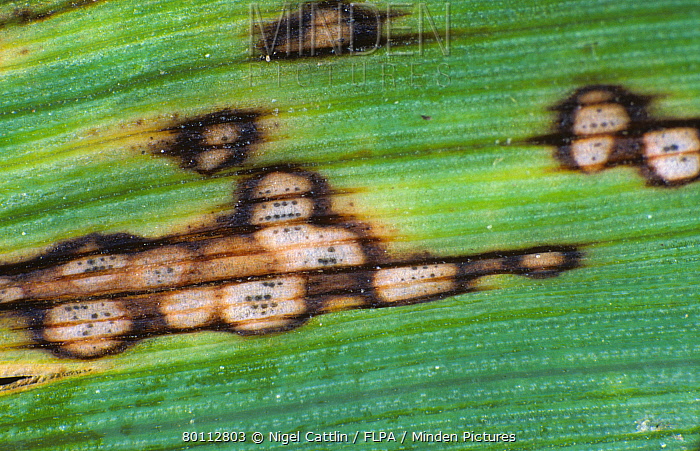 
          Pseudoseptoria donacis (Taches ocellées de l'orge)