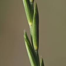 
          Pseudoseptoria donacis (Taches ocellées de l'orge)