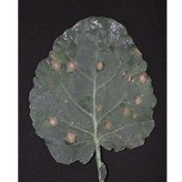 
          Phoma spp (Tache phoméenne du blé)