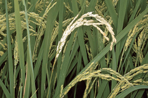 
          Virus de la hoja blanca du riz 