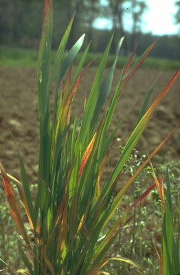 
          Virus de la jaunisse nanisante de l'orge (BYDV, Barley yellow dwarf virus)