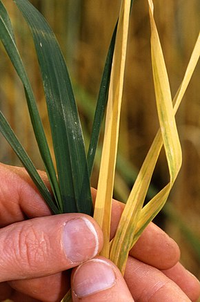 
          Virus de la jaunisse nanisante de l'orge (BYDV, Barley yellow dwarf virus)