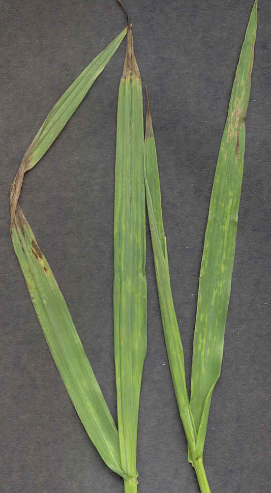 
          Virus de la mosaïque du brome (BMV, Brome mosaic virus)