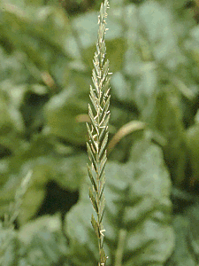 
          Virus de la mosaïque de l'Agropyron (AgMV, Agropyron mosaic virus)