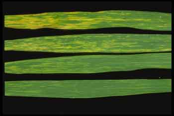 
          Virus de la mosaïque jaune du blé (Wheat yellow mosaic virus)