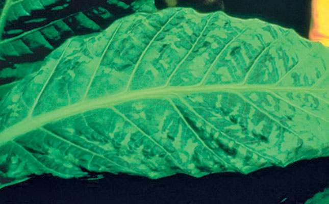 
          Virus de la mosaïque du tabac (TMV Tobacco mosaic virus)