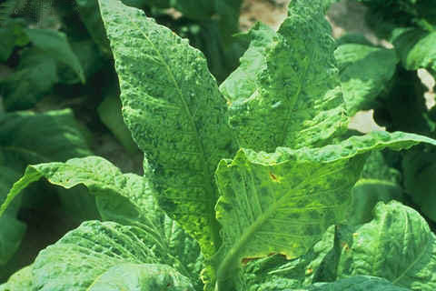 
          Virus de la mosaïque du tabac (TMV Tobacco mosaic virus)