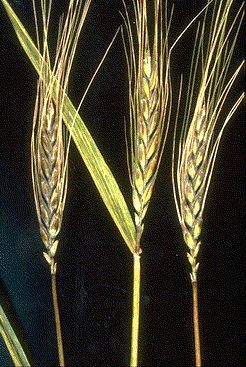 
          Virus de la mosaïque striée américaine du blé (Wheat American striate mosaic virus, WASMV)