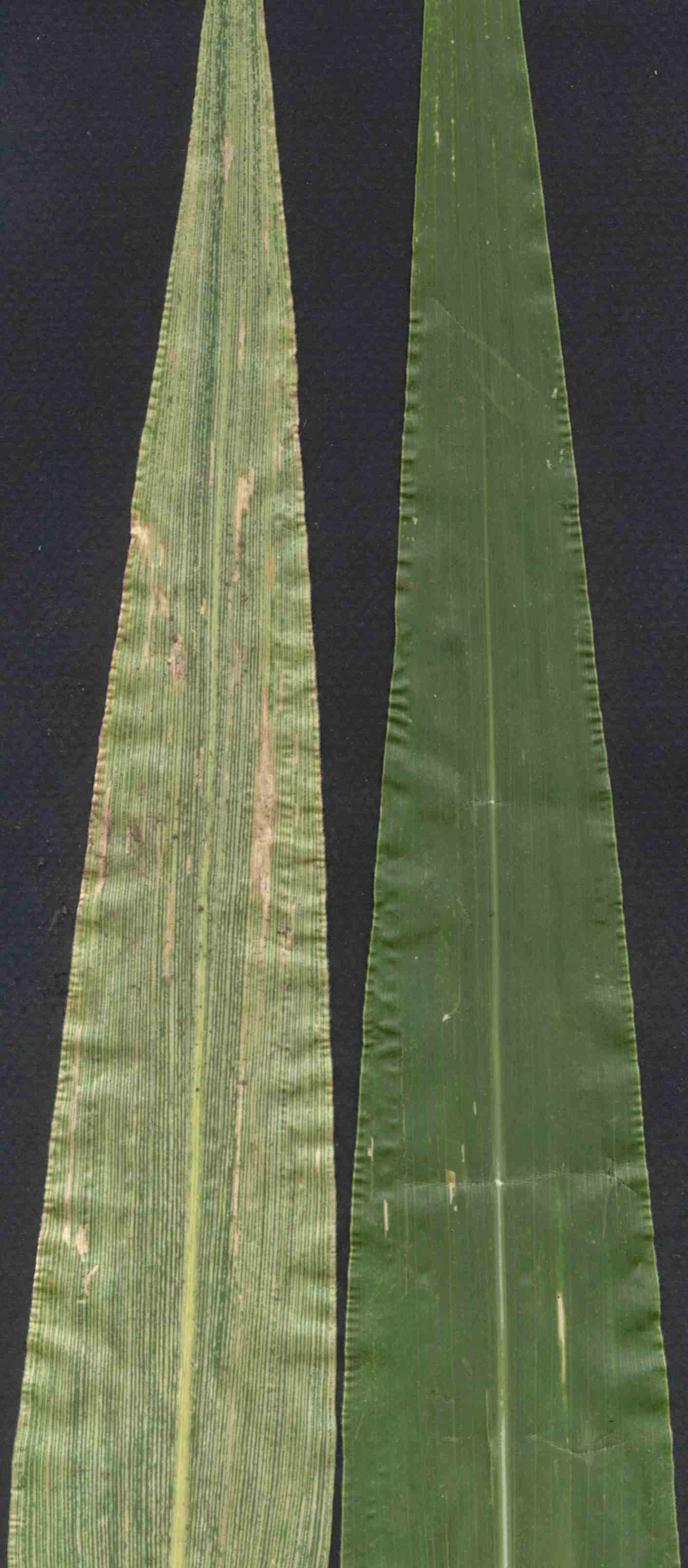 
          Virus de la mosaïque striée américaine du blé (Wheat American striate mosaic virus, WASMV)