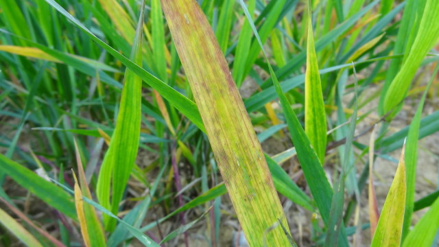 
          Virus de la mosaïque striée européenne du blé ( Wheat European striate mosaic virus)