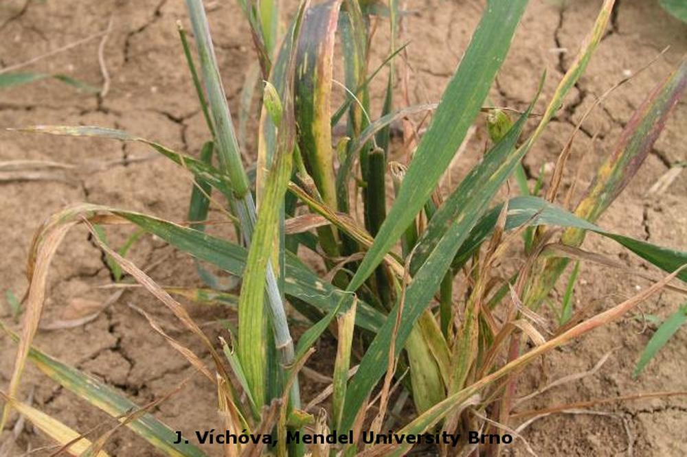 
          Virus du nanisme du blé (Wheat dwarf virus, WDV)