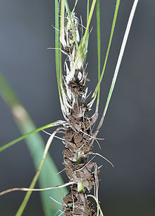 
          Virus du nanisme stérile de l'orge (OSDV, Oat sterile dwarf virus)