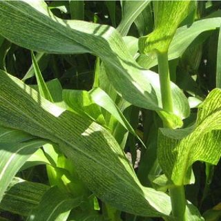
          Virus de la striure du maïs (MSV, Maize streak virus)