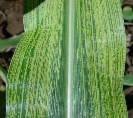
          Virus de la striure du maïs (MSV, Maize streak virus)