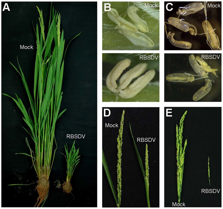 
          Virus de la striure noire du riz (RBSDV, Rice black-streaked dwarf virus)