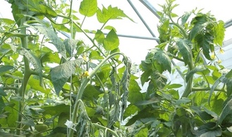 
          Flétrissement bactérien et pourriture de la tige (Ralstonia solanacearum)
