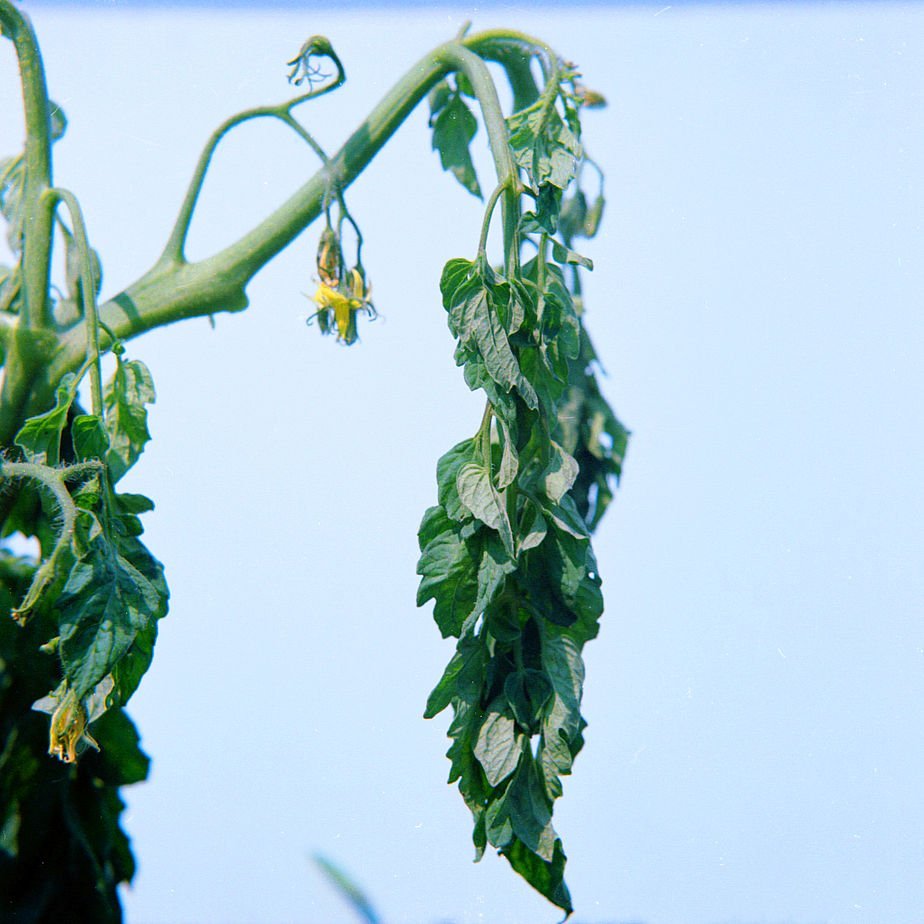 
          Flétrissement bactérien et pourriture de la tige (Ralstonia solanacearum)