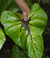 
          Flétrissement bactérien et pourriture de la tige (Ralstonia solanacearum)