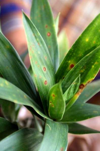 
          Xanthomonas campestris (Taches foliaires bactériennes)