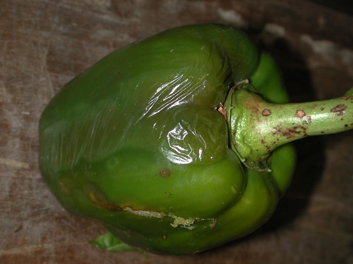 
          Erwinia carotovora (Pourriture bactérienne de la tige et du sommet)