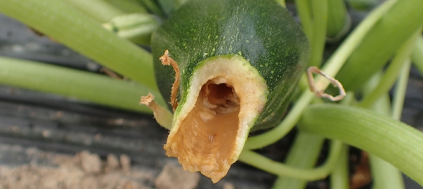 
          Erwinia carotovora (Pourriture bactérienne de la tige et du sommet)