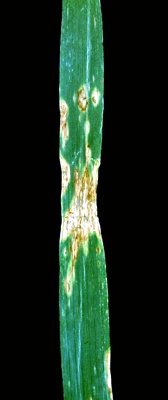 
          Pseudomonas syringae pv. coronafaciens (brûlure du halo)
