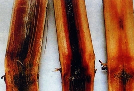 
          Glomerella tucumanensis (Pourriture rouge)