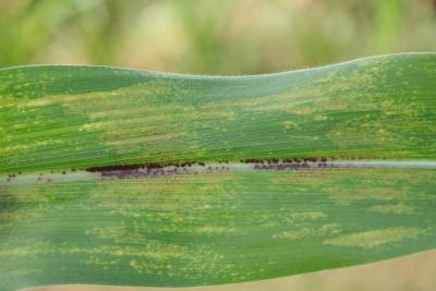
          Physoderma maydis (taches brunes)