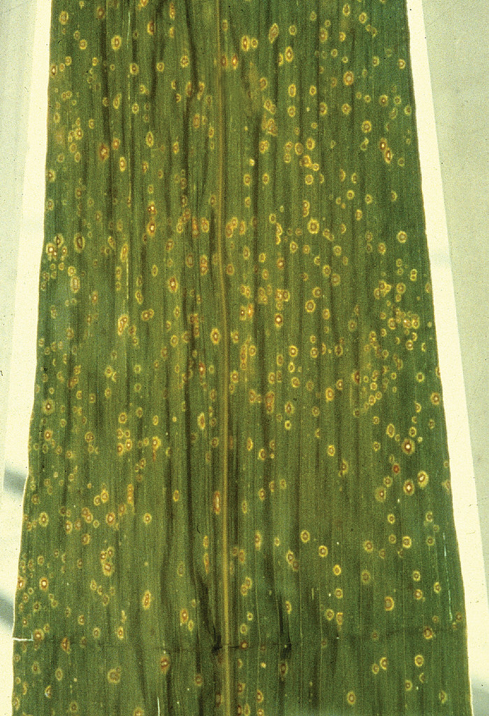 
          Curvularia eragrostidis (Taches foliaires à Curvularia)