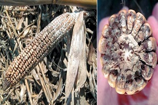 
          Stenocarpella macrospora (Taches ou striures à Diplodia)
